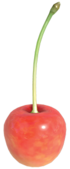 Granatacupidopik3.png